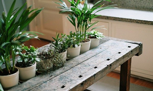 Why do we use indoor plants