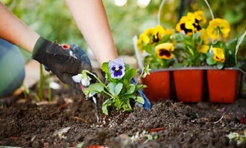 Why is it important to space out plants