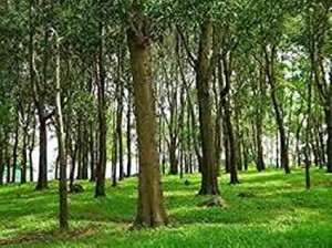 Timber plants Manufacturers in Saharanpur 