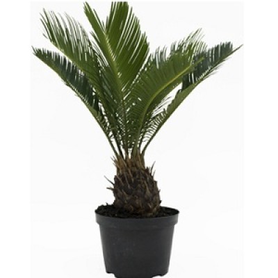 Cycas Palm Plant Manufacturers in Saharanpur 