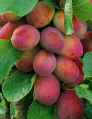 Plum Plants Manufacturers in Saharanpur 