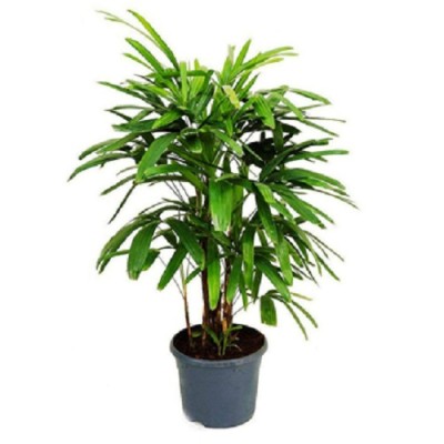 We are Leading Lady Palm Plants Manufacturers, Exporters, Suppliers in Buddhakhera.