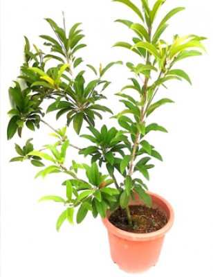 Chiku Plants Manufacturers in Saharanpur 