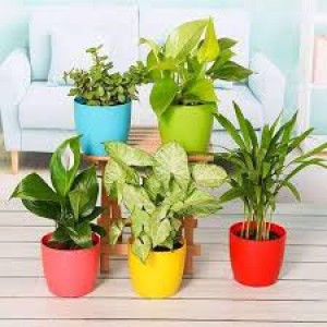 Nursery Plants Manufacturers in Saharanpur 