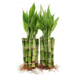 Bamboo Plants Manufacturers in Saharanpur 