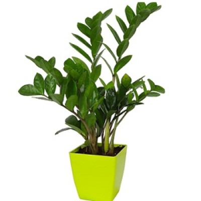 We are Leading Zamia Palm Plants Manufacturers, Exporters, Suppliers in Buddhakhera.