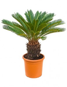 Indoor Outdoor Plants Manufacturers in Saharanpur 