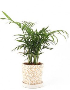 Avenue Plants Manufacturers in Saharanpur 