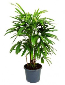 Palm Plant Manufacturers in Saharanpur 