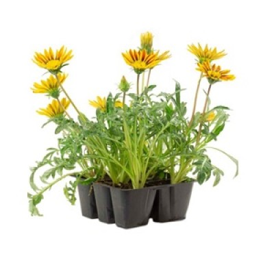 Gazania Plants Manufacturers in Saharanpur 