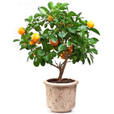 We are Leading Orange Plants Manufacturers, Exporters, Suppliers in Buddhakhera.