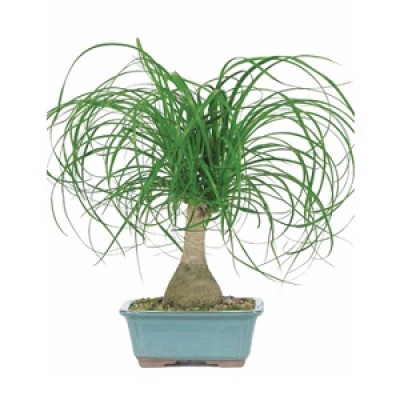 Ponytail Palm Plants Manufacturers in Saharanpur 