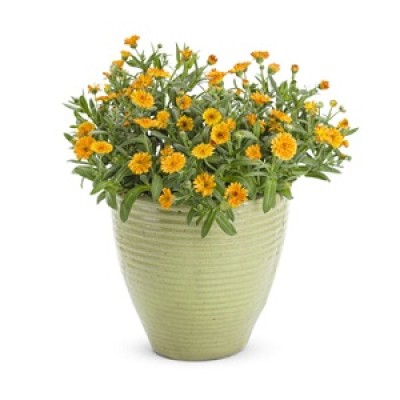 Calendula Plants Manufacturers in Saharanpur 