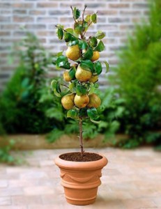 Fruit Plants Manufacturers in Saharanpur 