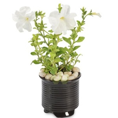 We are Leading Petunia Plant Manufacturers, Exporters, Suppliers in Buddhakhera.