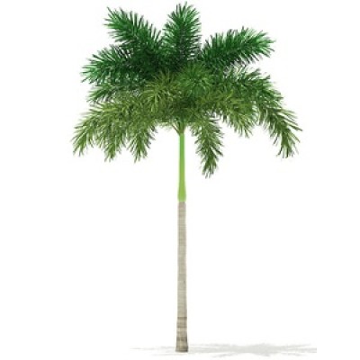 Foxtail Palm Plants Manufacturers in Saharanpur 