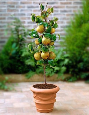 Pear Plants Manufacturers in Saharanpur 