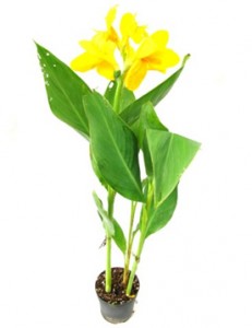 Seasonal Plants Manufacturers in Saharanpur 