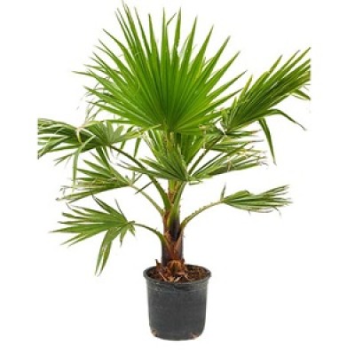 Washingtonia Palm Plants Manufacturers in Saharanpur 