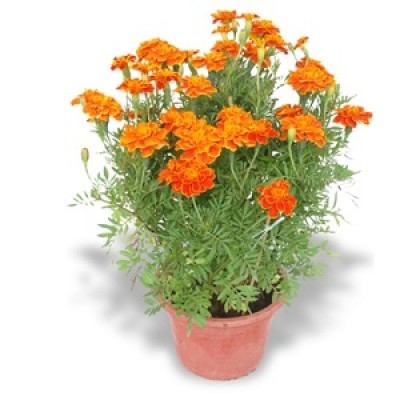 Marigold Plants Manufacturers in Saharanpur 