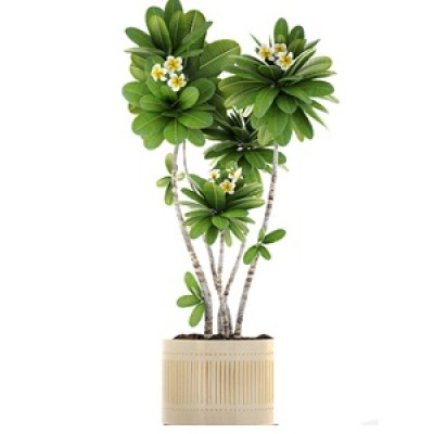 We are Leading Plumeria Alba Plants Manufacturers, Exporters, Suppliers in Buddhakhera.