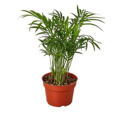 We are Leading Parlor Palm Plants Manufacturers, Exporters, Suppliers in Buddhakhera.