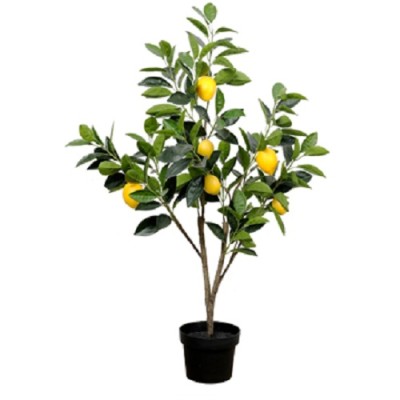 Lemon Plants Manufacturers in Saharanpur 