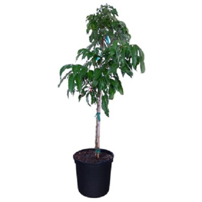 We are Leading Litchi Plants Manufacturers, Exporters, Suppliers in Buddhakhera.