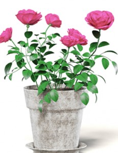 Flowering Plants Manufacturers in Saharanpur 