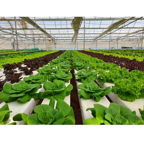 Agriculture plants suppliers Manufacturers in Saharanpur 