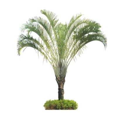 Triangle Palm Tree Manufacturers in Saharanpur 